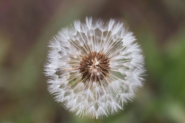 Imagem de close-up de uma flor de dente-de-leão que semeia (Taraxacum) durante — Fotografia de Stock