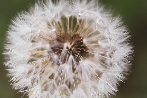 Imagem de close-up de uma flor de dente-de-leão que semeia (Taraxacum) durante — Fotografia de Stock