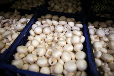 Bir mağazameyve ve sebze koridorda taze mantar