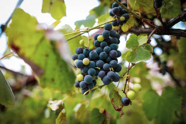 Sorte druer i vingården i løbet af en tidlig efterårsdag - Stock-foto