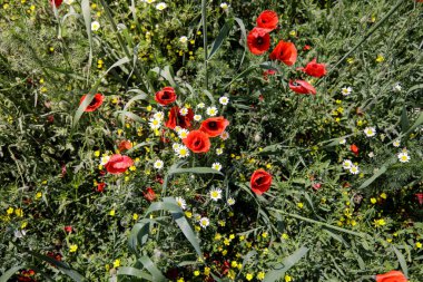Güneşli bir yaz gününde yeşil bir tarlada kır çiçekleriyle kırmızı gelincikler..