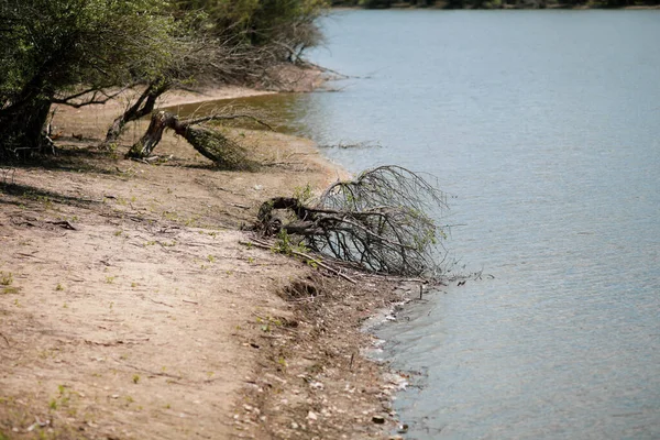 Paisaje Con Bosque Agua Corriente Cerca Del Río Danubio — Foto de Stock