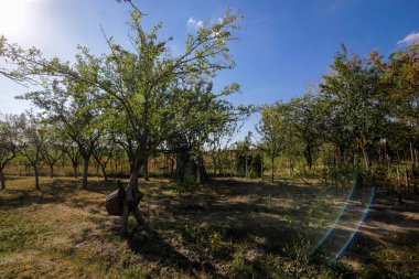 Romanya 'nın kırsal kesimindeki bir meyve bahçesinde güneşli bir sonbahar gününde erik ağaçları