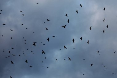 Flock of crows fly above a single spot, on a cloudy sky, during the dusk of an autumn day.