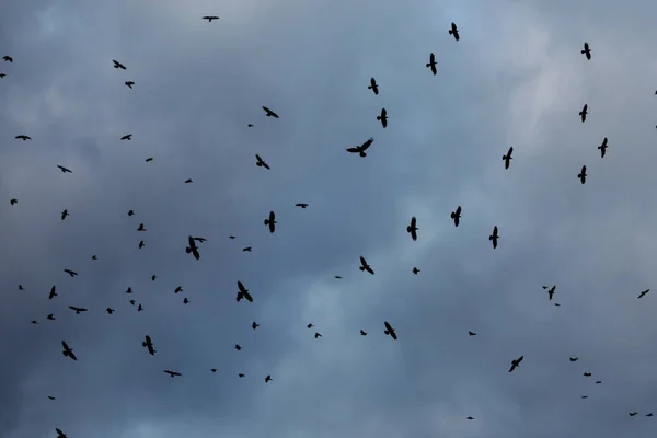 Flock Crows Fly Single Spot Cloudy Sky Dusk Autumn Day — Stock Photo, Image