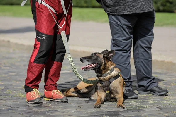 Бухарест Румыния Сентября 2020 Года Поисково Спасательная Собака Своим Владельцем — стоковое фото