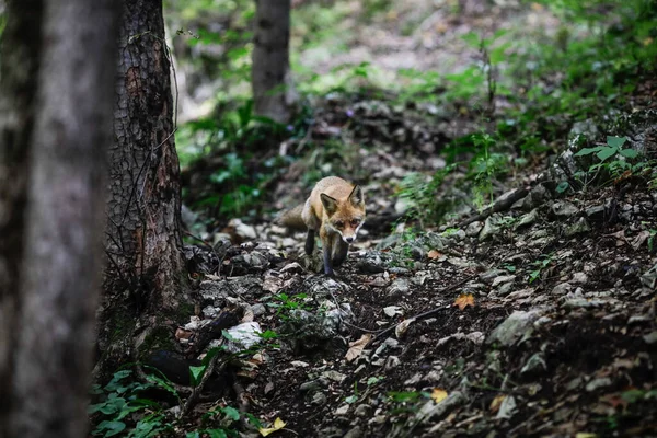 Zorro Rojo Está Caminando Cerca Los Excursionistas Bosque Rumania Muchos — Foto de Stock