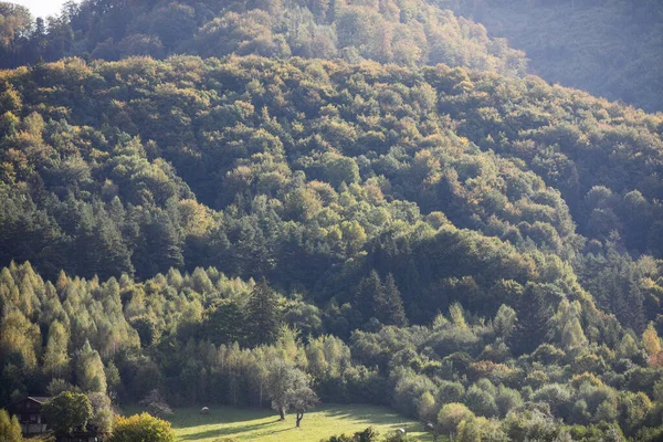 Romanya 'nın Transilvanya dağlarındaki güzel eski orman.