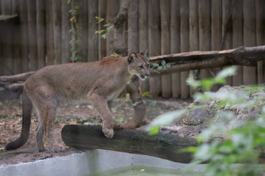Bir Puma (Puma concolor, Panthera concolor, Felis concolor) Doğu Avrupa 'da bir hayvanat bahçesinde kafes içinde.