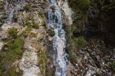Romanya 'nın Karpat Dağları' ndaki berrak serin suyla birlikte dağ deresi.