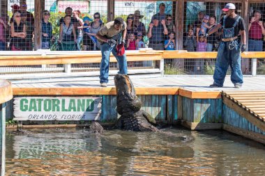 Timsahlar Gatorland besleme