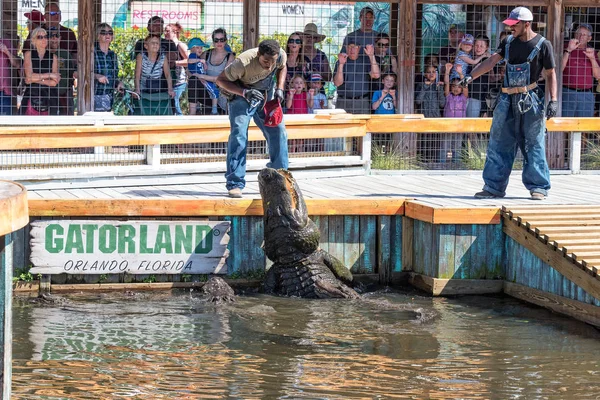 Alimentar a los caimanes en Gatorland — Foto de Stock