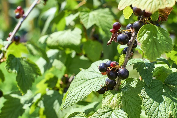 Las bayas orgánicas de grosella negra sobre el arbusto —  Fotos de Stock