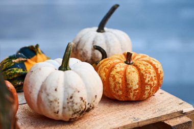 Bir ahşap sandık üzerinde turuncu ve beyaz renklerde küçük halloween kabaklar