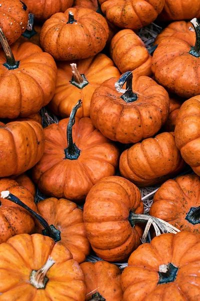 Pequeñas calabazas de halloween naranja y otras verduras en una tienda de la calle — Foto de Stock