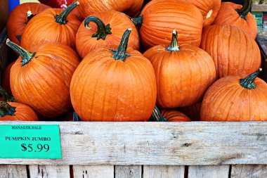 Turuncu halloween pumpkins Yöneticisi Satılık bir sokakta bir fiyat etiketi ile depolamak veya ABD dolar işareti ile etiketleme