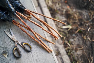 Ahududu çalı Fidan Fidan ahşap Bahçe bankta bir güneşli bahar gününde dikilmek için hazır