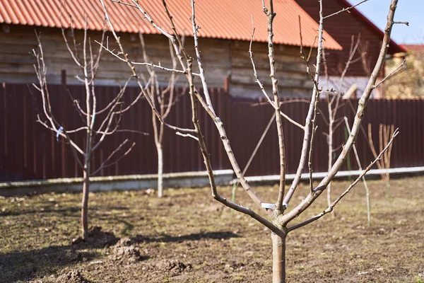 Árboles frutales jóvenes sin hojas recién plantados en un jardín de primavera — Foto de Stock