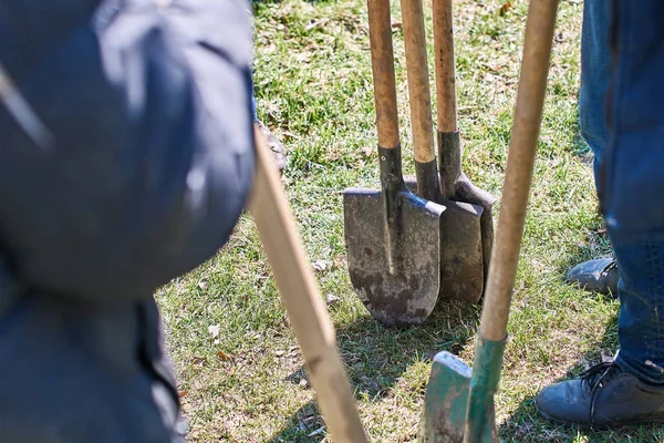 Команда рабочих готова начать посадку деревьев своими лопатами, концепция командной работы — стоковое фото