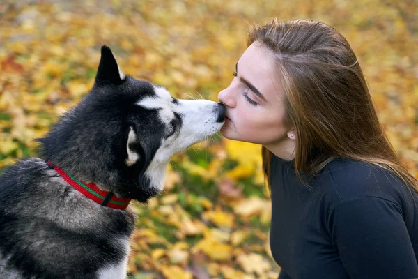 Young beautiful girl playing with her cute husky dog pet in autumn park covered with red and yellow fallen leaves — Stock Photo, Image