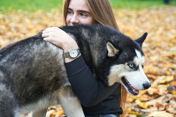 Young beautiful girl playing with her cute husky dog pet in autumn park covered with red and yellow fallen leaves — Stock Photo, Image