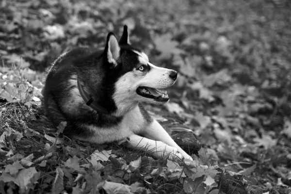 Roztomilý mladý šťastný husky pes ležící na spadlých listech v podzimním parku nebo lese v černé a bílé — Stock fotografie