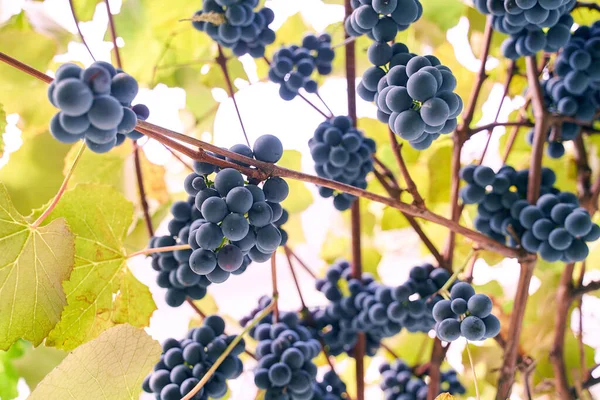 Uvas jugosas maduras en el soleado jardín de otoño —  Fotos de Stock