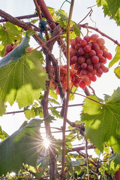 Uvas suculentas maduras no jardim de outono ensolarado — Fotografia de Stock