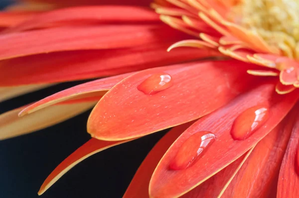 Rote Und Gelbe Gerbera Blume Nahaufnahme Vor Schwarzem Hintergrund — Stockfoto