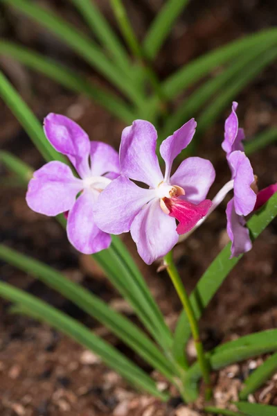 Orquídeas Vanda Roxas Parque — Fotografia de Stock