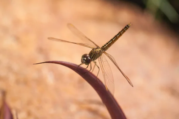 Globe Skimmer Λιβελούλα Pantala Flavescens Κούρνιασμα Βυσσινί Φύλλα Στη Σρι — Φωτογραφία Αρχείου