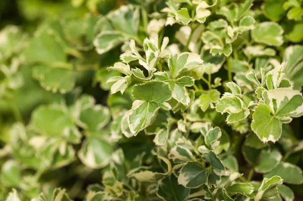 Variegated Polyscias leaves close up — Stock Photo, Image