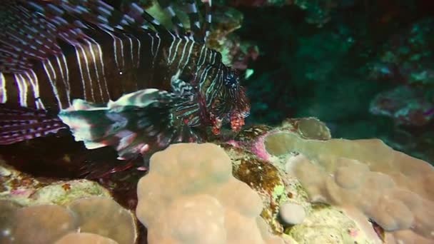 Δηλητηριωδών Lionfish Ερυθρά Θάλασσα Αίγυπτος — Αρχείο Βίντεο