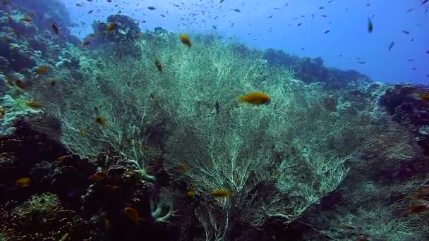 Coral Rajongó Glassfish Coral Reef Egyiptom — Stock videók