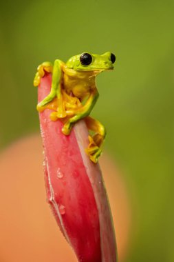 Gliding tree frog (Agalychnis spurrelli) is a species of frog in family Hylidae. It is found in Colombia, Costa Rica, Ecuador, and Panama. clipart