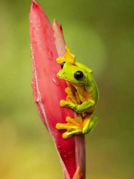 Ковзаючи Деревна Жаба Agalychnis Spurrelli Вид Жаба Сім Hylidae Поширений — стокове фото