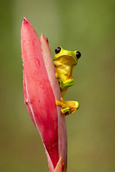 Ковзаючи Деревна Жаба Agalychnis Spurrelli Вид Жаба Сім Hylidae Поширений — стокове фото