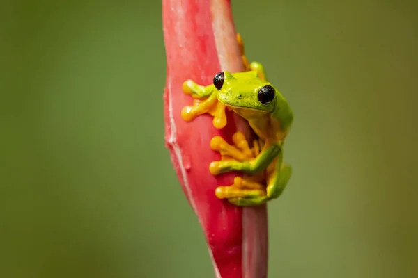 개구리 Agalychnis Spurrelli Hylidae에에서 개구리의 종입니다 그것은 콜롬비아 코스타리카 에콰도르 — 스톡 사진
