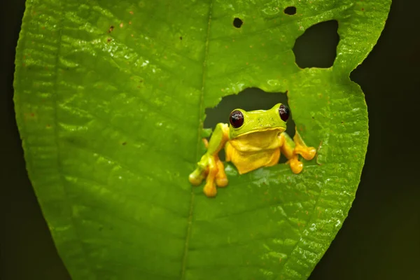 Agalychnis Spurrelli Est Une Espèce Amphibiens Famille Des Hylidae Trouve — Photo