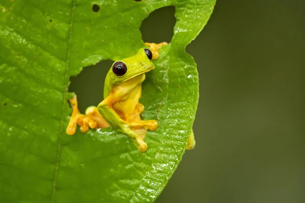 Gliding Tree Frog Agalychnis Spurrelli Species Frog Family Hylidae Found — Stock Photo, Image