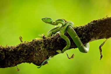 Bothriechis kasılmasına (yan çizgili palm kesimlerinde bulunan çukur engerek) Batı Panama ve Kosta Rika dağlarda zehirli çukur engerek türüdür