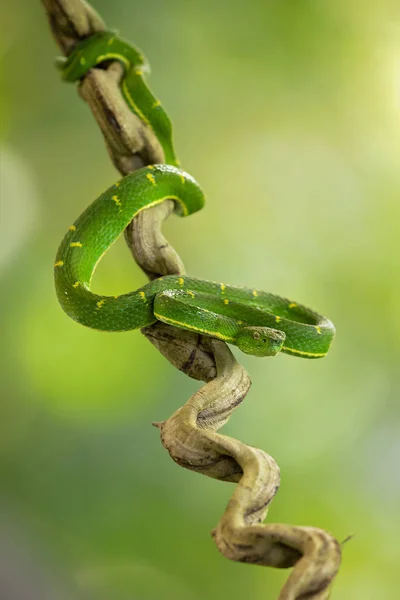 Bothriechis サイド ストライプのパーム Pitviper はコスタリカ パナマ西部の山岳地帯に毒ピット毒蛇種 — ストック写真