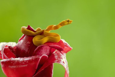 Bothriechis schlegelii, kirpik engerek, orta ve Güney Amerika olarak zehirli çukur engerek türüdür. Küçük ve ağaç, bu tür renk değişimleri, hem de superciliary terazi gözü yukarıda geniş bir dizi ile karakterizedir. 