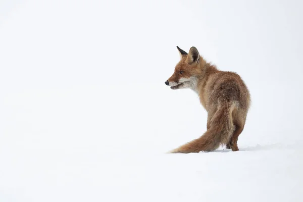 Liška Obecná Vulpes Vulpes Největší Pravda Lišky Jeden Nejvíce Široce — Stock fotografie