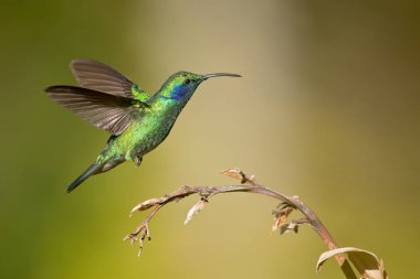 Meksika menekşekulaklı (Colibri thalassinus) yaygın Nikaragua için Meksika'dan ormanlık bölgelerde orta ölçekli, metalik yeşil sinek kuşu türüdür. 