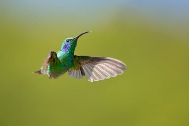 Meksika menekşekulaklı (Colibri thalassinus) yaygın Nikaragua için Meksika'dan ormanlık bölgelerde orta ölçekli, metalik yeşil sinek kuşu türüdür. 