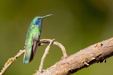 Meksika menekşekulaklı (Colibri thalassinus) yaygın Nikaragua için Meksika'dan ormanlık bölgelerde orta ölçekli, metalik yeşil sinek kuşu türüdür. 
