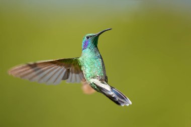 Meksika menekşekulaklı (Colibri thalassinus) yaygın Nikaragua için Meksika'dan ormanlık bölgelerde orta ölçekli, metalik yeşil sinek kuşu türüdür. 