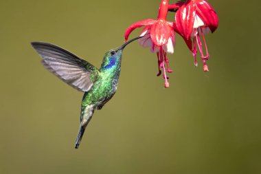 Meksika menekşekulaklı (Colibri thalassinus) yaygın Nikaragua için Meksika'dan ormanlık bölgelerde orta ölçekli, metalik yeşil sinek kuşu türüdür. 