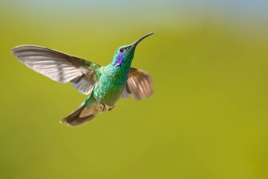 Mexican violetear (Colibri thalassinus) is a medium-sized, metallic green hummingbird species commonly found in forested areas from Mexico to Nicaragua.  clipart